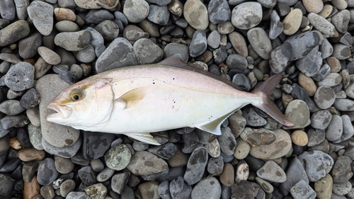 ショゴの釣果