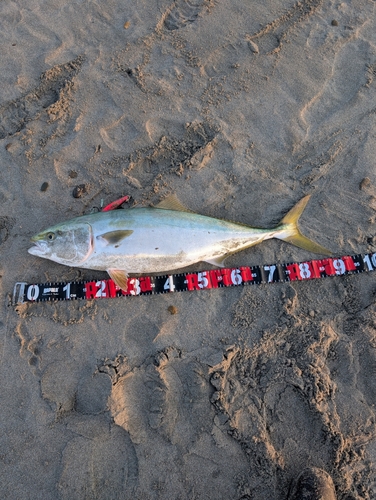 ブリの釣果