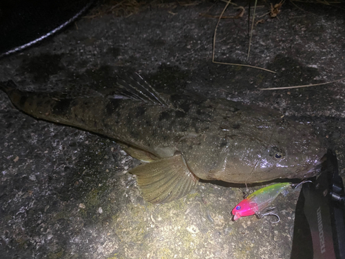 マゴチの釣果