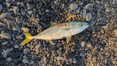 ワカシの釣果