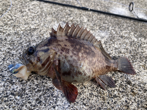 ムラソイの釣果