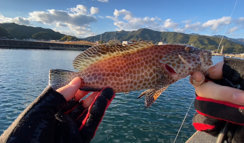 オオモンハタの釣果