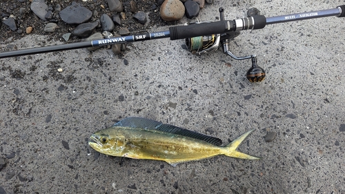 ワカシの釣果