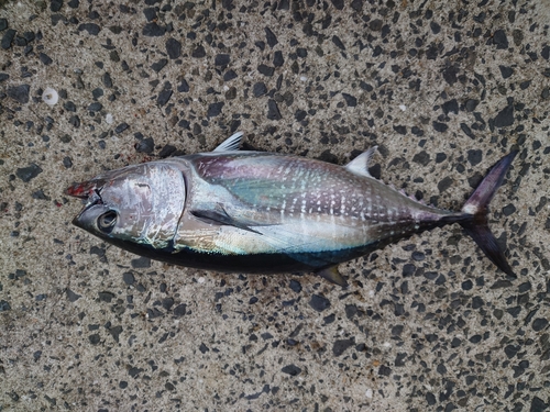 クロマグロの釣果