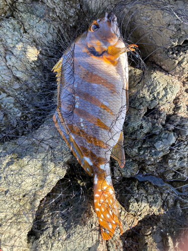 タカノハダイの釣果