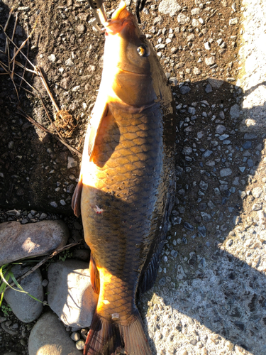 コイの釣果