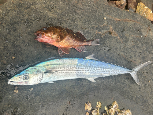 サゴシの釣果