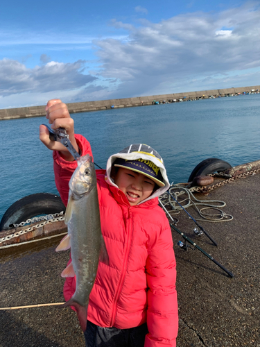 ウグイの釣果