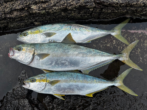 ヒラマサの釣果