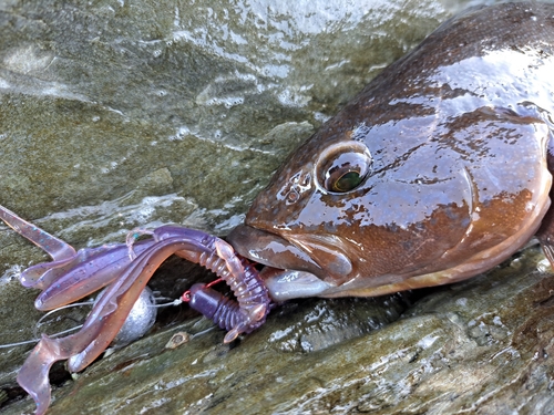 アイナメの釣果