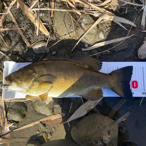 スモールマウスバスの釣果