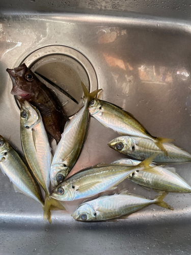 アジの釣果