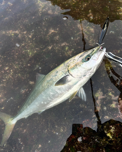 ヤズの釣果