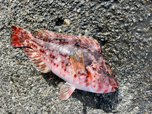 ブダイの釣果