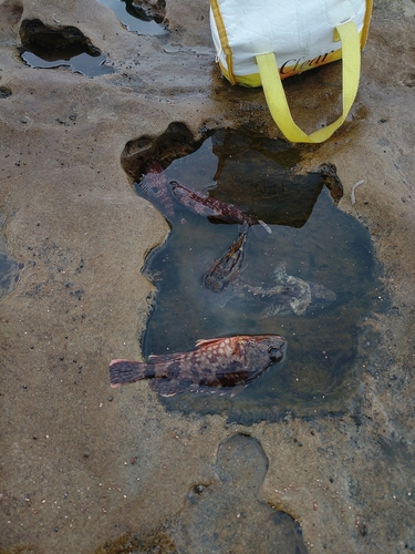 アラカブの釣果