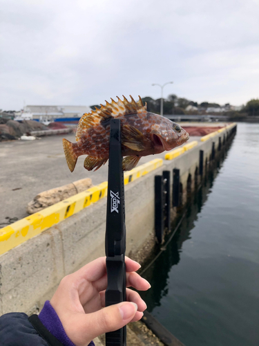 オオモンハタの釣果