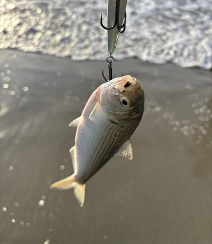 コノシロの釣果