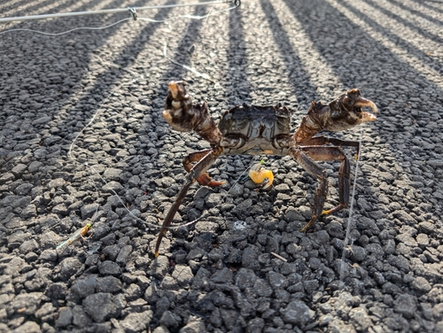 カニの釣果