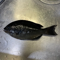 メジナの釣果