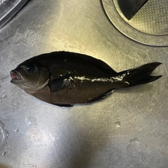 メジナの釣果