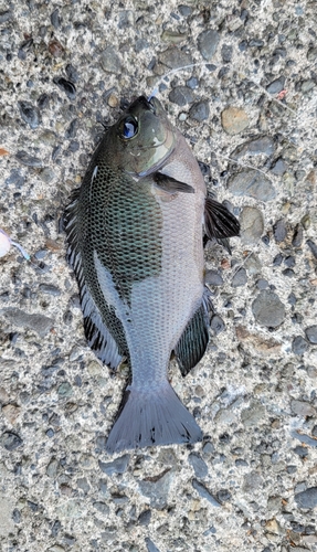 メジナの釣果