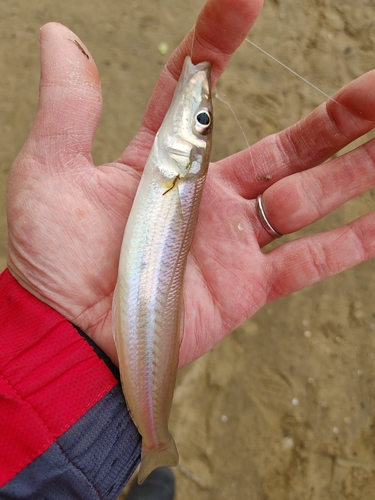 キスの釣果