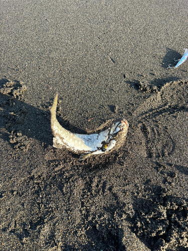 アメマスの釣果