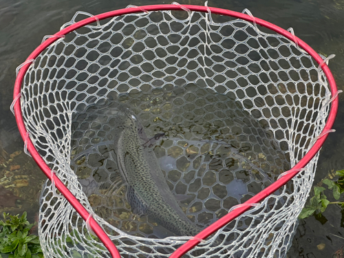 ニジマスの釣果