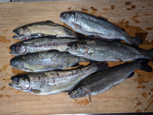 ニジマスの釣果