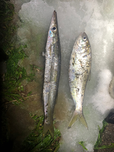 カマスの釣果