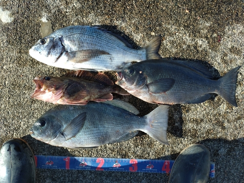 カサゴの釣果