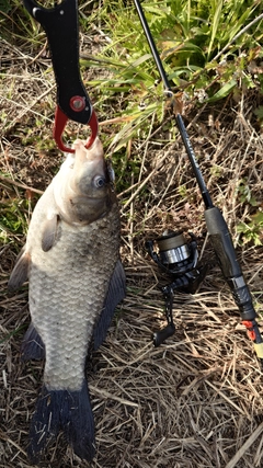 ヘラブナの釣果