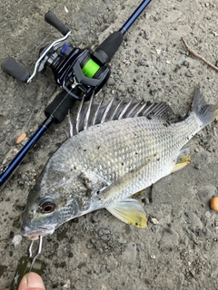 キビレの釣果