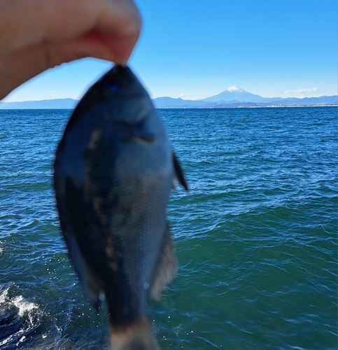 メジナの釣果