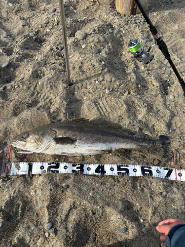 マルスズキの釣果