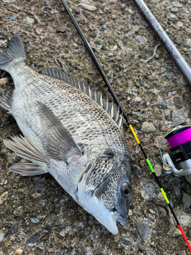 クロダイの釣果