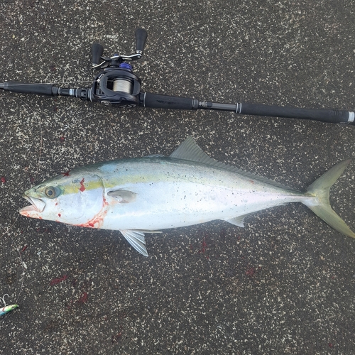 イナダの釣果