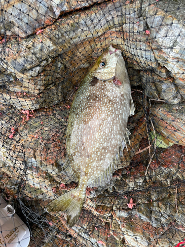 アイゴの釣果