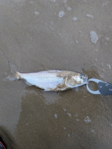 コノシロの釣果