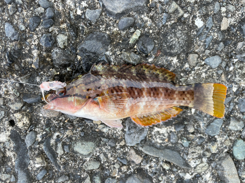 アカササノハベラの釣果