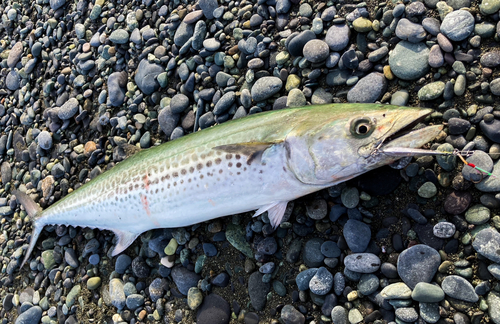 サワラの釣果