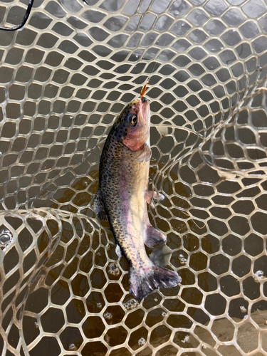 ニジマスの釣果