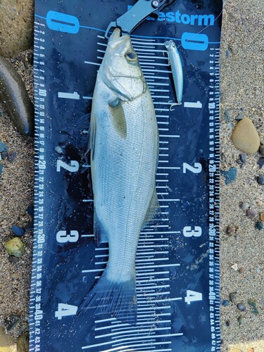 ヒラスズキの釣果