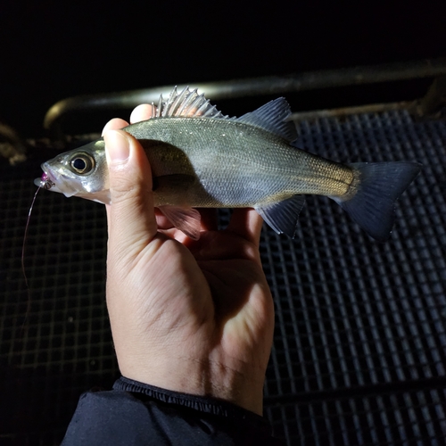 セイゴ（マルスズキ）の釣果