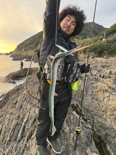 ダツの釣果