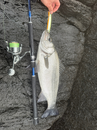 ヒラスズキの釣果