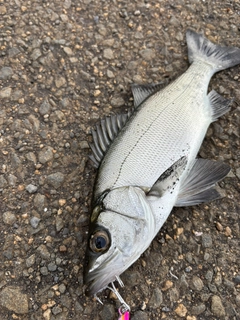 セイゴ（ヒラスズキ）の釣果