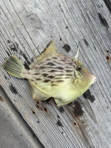 カワハギの釣果