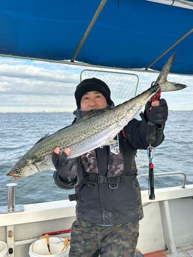 サワラの釣果