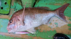 マダイの釣果